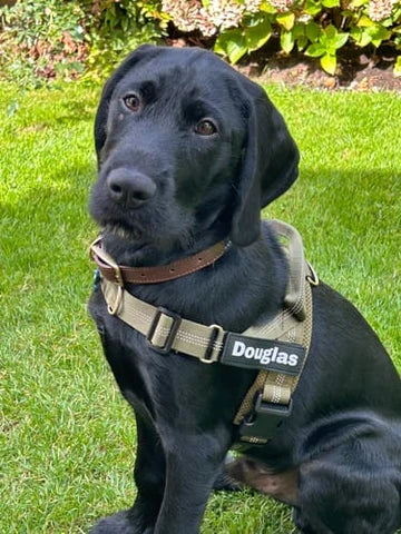 5 000+ hundägare njuter av sina promenader igen!