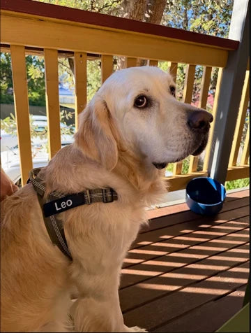 5 000+ hundägare njuter av sina promenader igen!