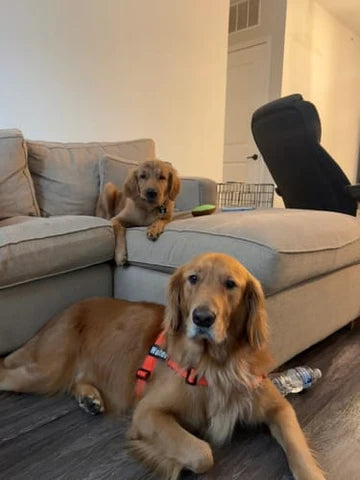 5 000+ hundägare njuter av sina promenader igen!