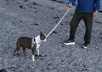 5 000+ hundägare njuter av sina promenader igen!