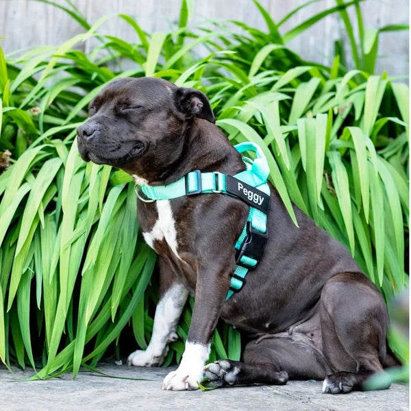 RUFFO™ Dragfri Hundsele
